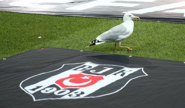 Beşiktaş'ın stadı martıların istilasına uğradı!